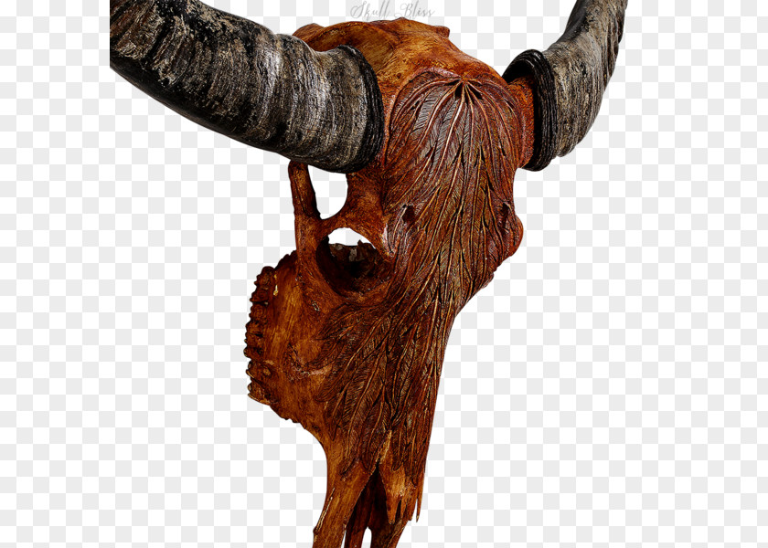 Buffalo Skull Animal Skulls Cattle Horn PNG