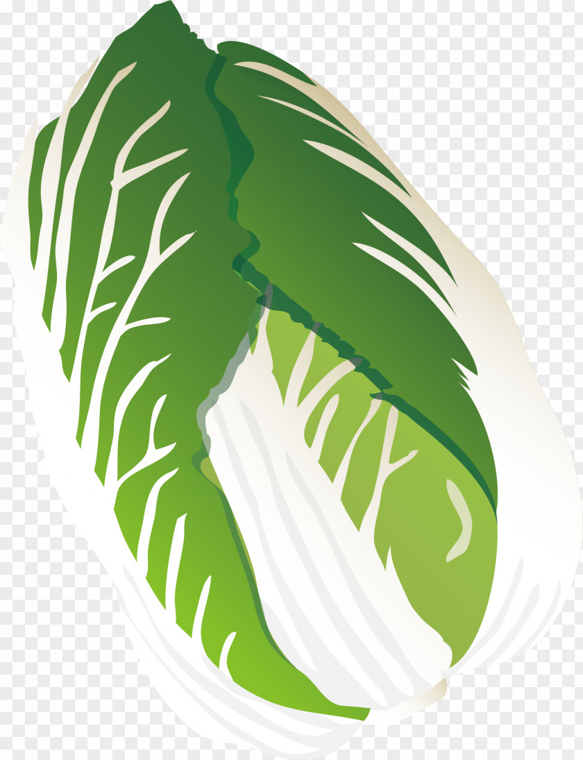 Cabbage Vector Element Leaf Vegetable Illustration PNG