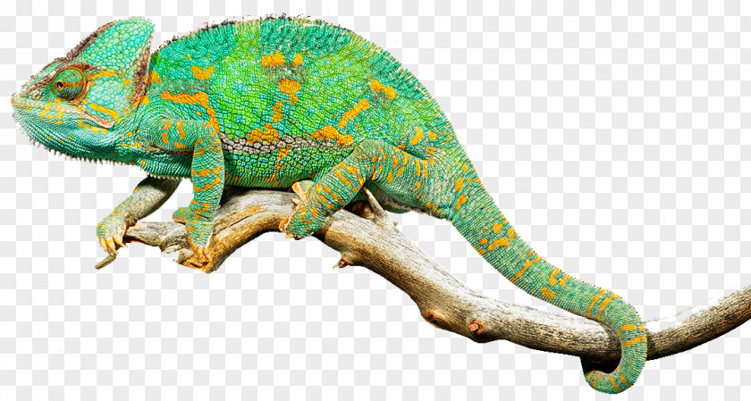 Free Reptiles Reptile Lizard Chameleons Common Iguanas Clip Art PNG