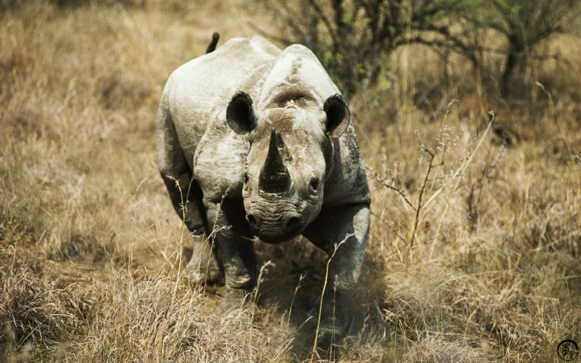 Rhino Rhinoceros Desktop Wallpaper Display Resolution High-definition Television 4K PNG
