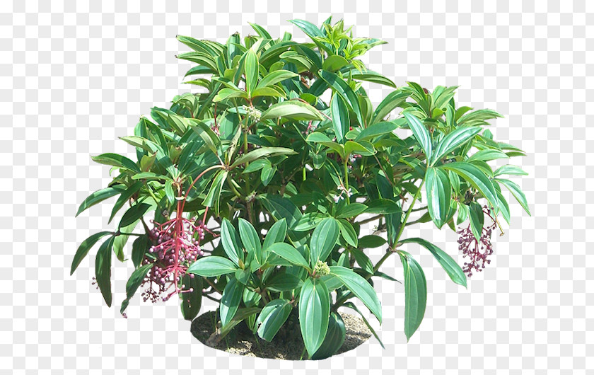 Tropical Plant Euphorbia Milii Embryophyta Tropics Flower Tree PNG