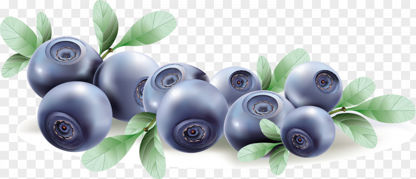 Blueberries Blueberry Fruit Euclidean Vector Clip Art PNG