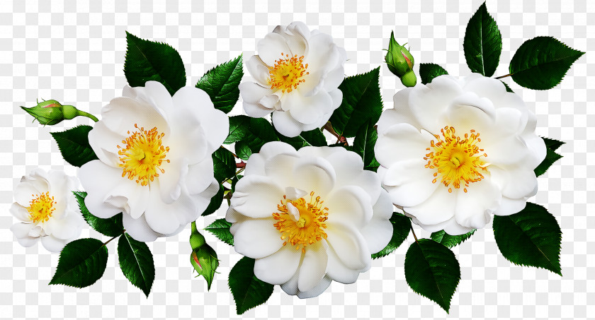 Floral Design PNG