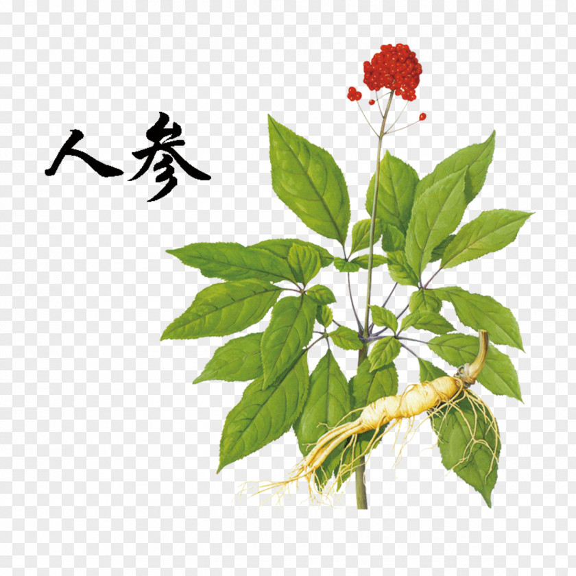 Green Ginseng PNG