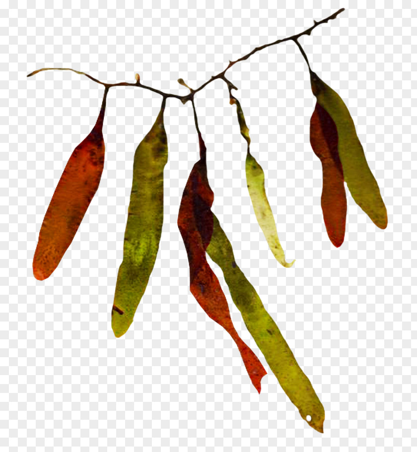 Leaf Arrangement Chile De árbol Bird's Eye Chili Serrano Pepper Tabasco Pasilla PNG