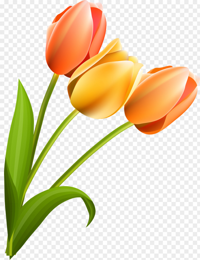 Tulip Cut Flowers Flowering Plant Liliaceae PNG