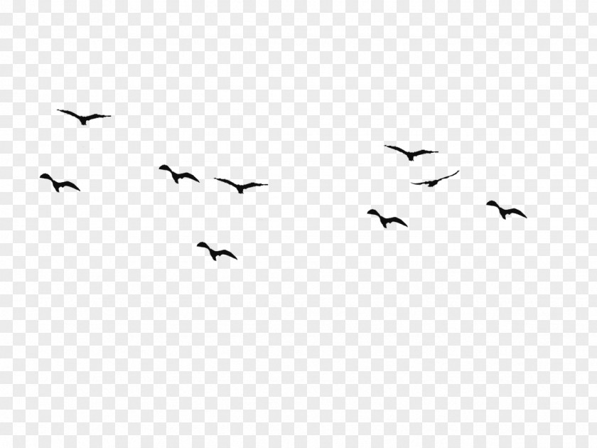 Bird Flight Swallow Silhouette Drawing PNG