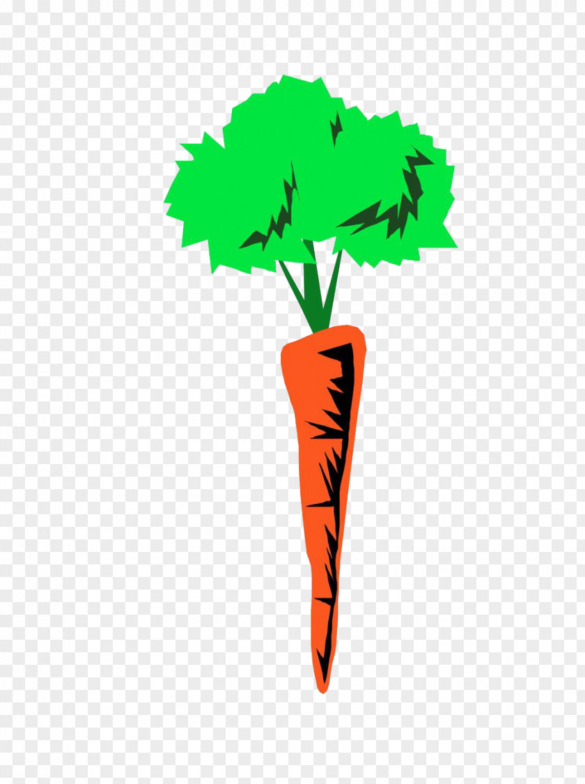 Carrot Autotroph Photosynthesis Organism Plant Heterotroph PNG