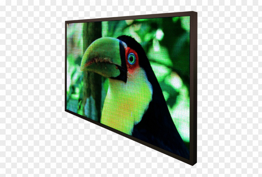 Frog Display Device Macaw LED Information PNG