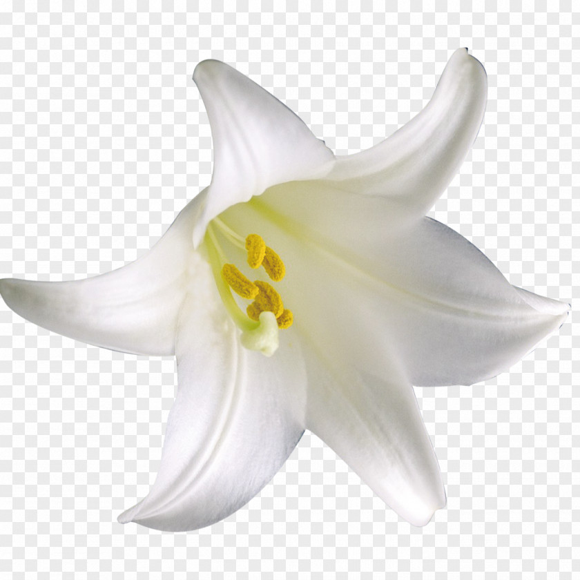 Lily Lilium Flower Download PNG