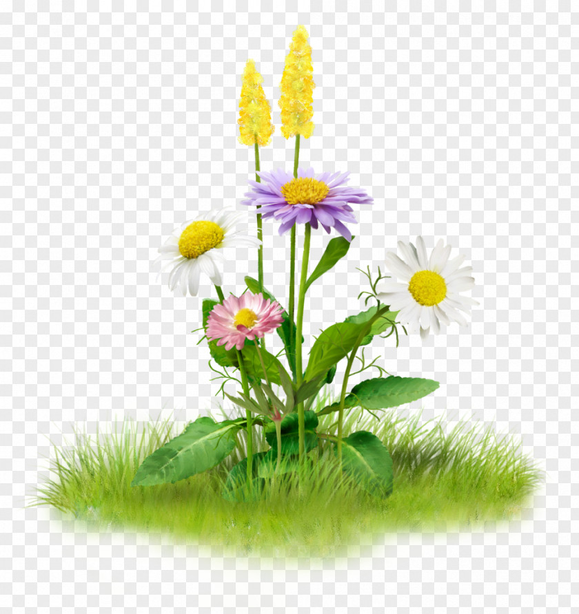 Nature Clip Art PNG