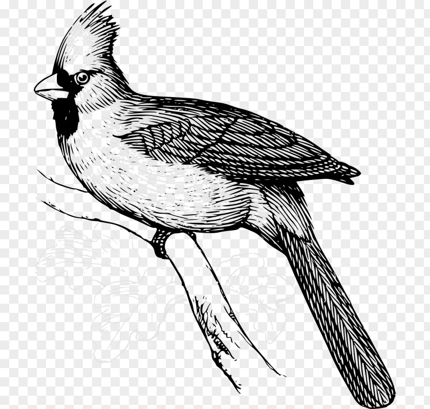 Pheasant Bird Northern Cardinal Clip Art PNG
