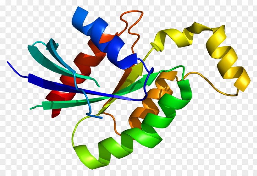 RhoD Rho Family Of GTPases Gene G Protein PNG