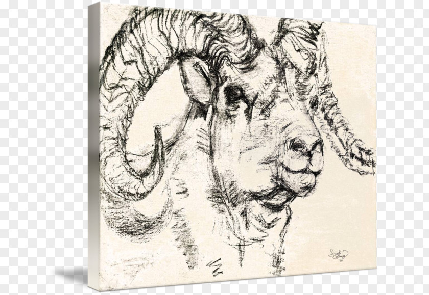 Sheep Dall Goat Drawing Charcoal PNG