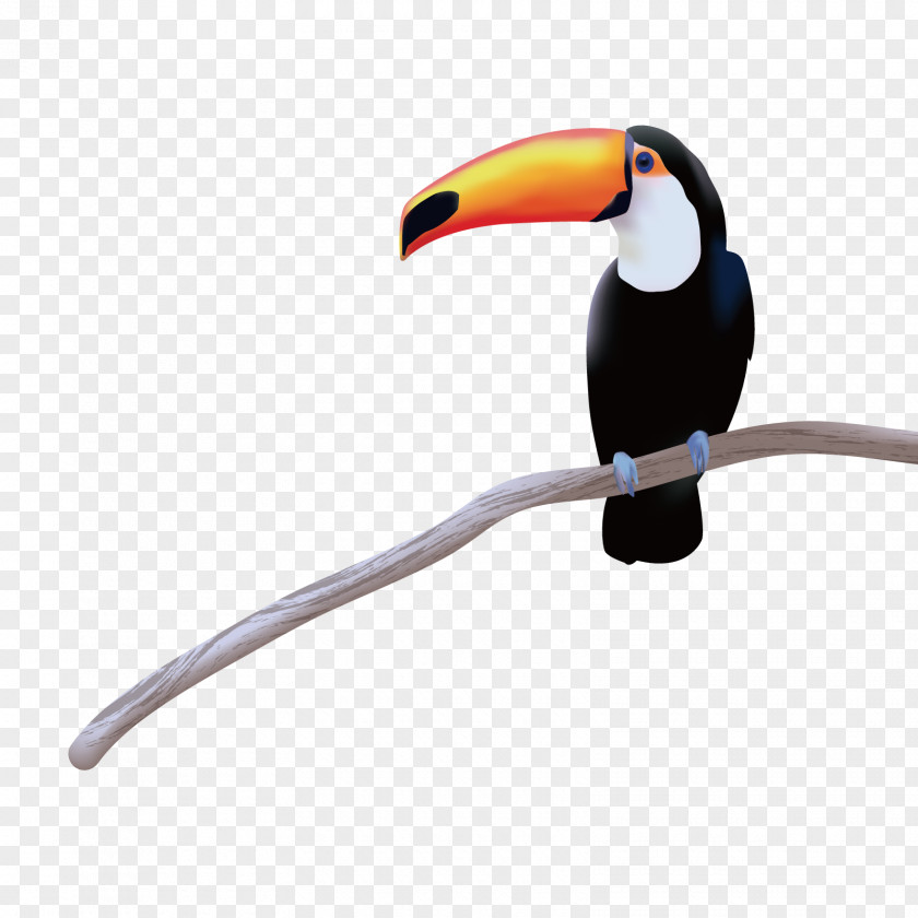 Vector Big Bird Toucan PNG