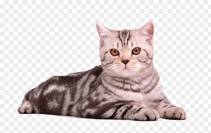 Cat Kitten Puppy PNG