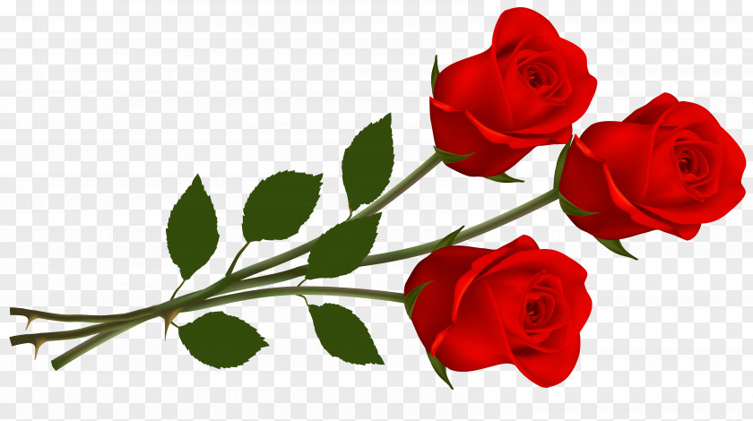 Single Red Rose Transparent Image Clip Art PNG