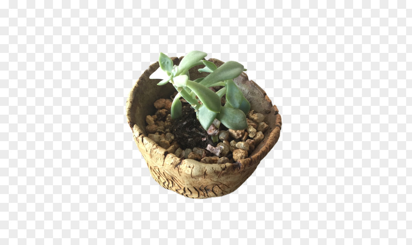 Watercolor Cactus Succulent Plant Echeveria Cactaceae PNG