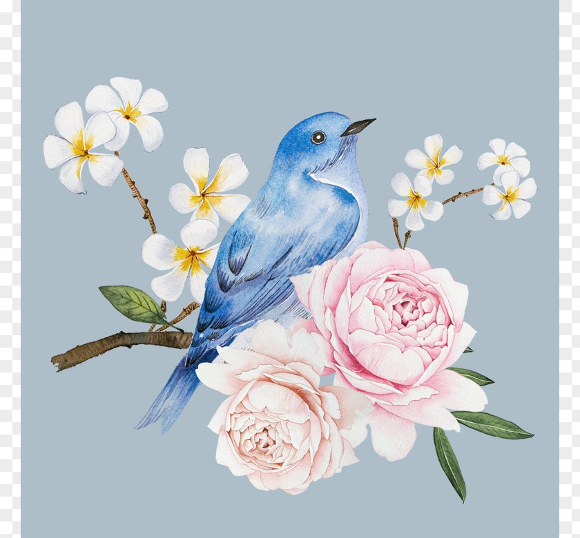 Bird Drawing Watercolor Painting Illustration Image PNG