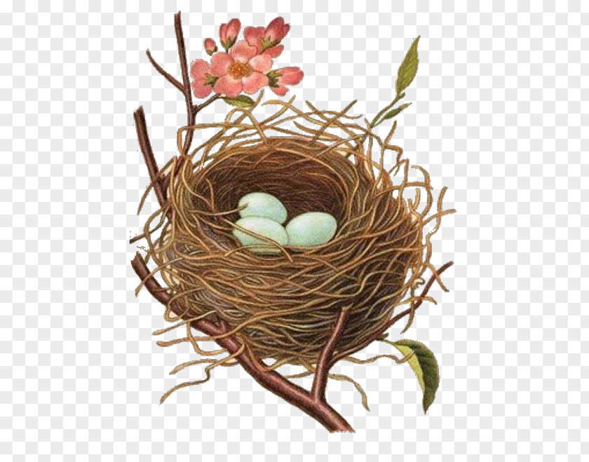 Bird Edible Bird's Nest PNG