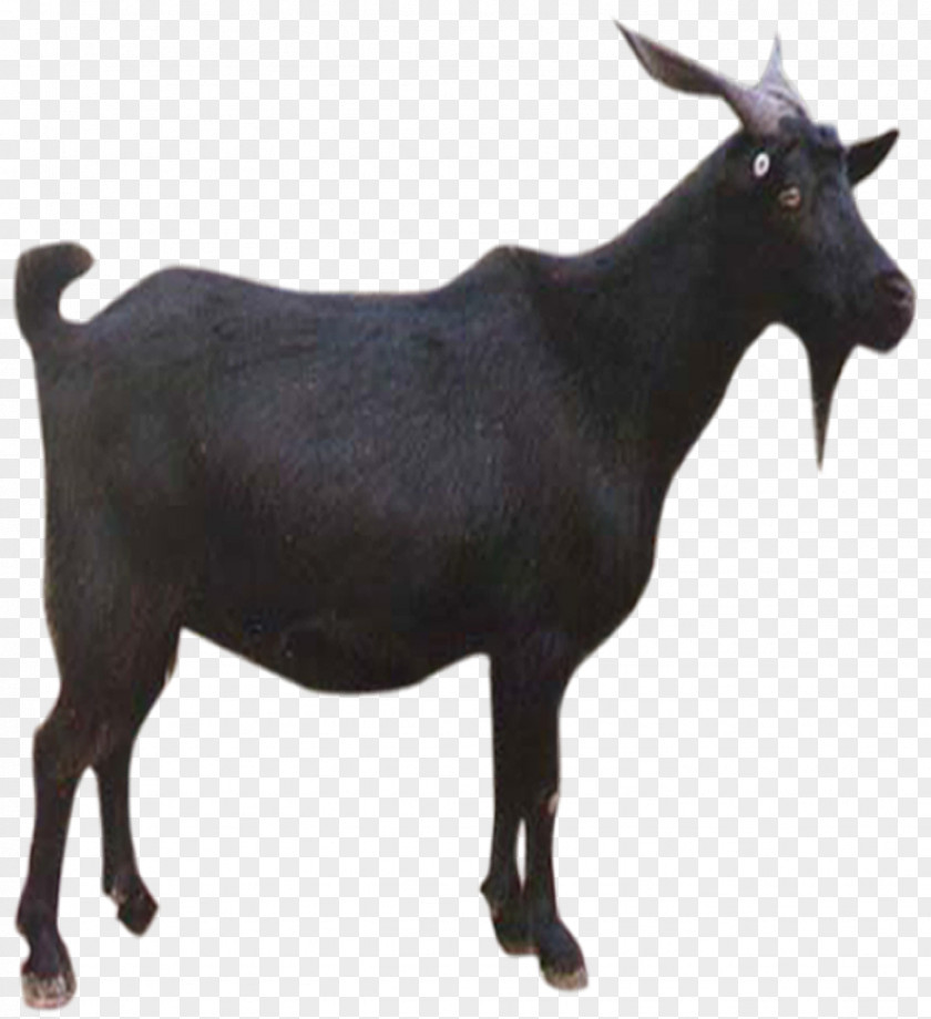 Black Goat Sheep Download PNG