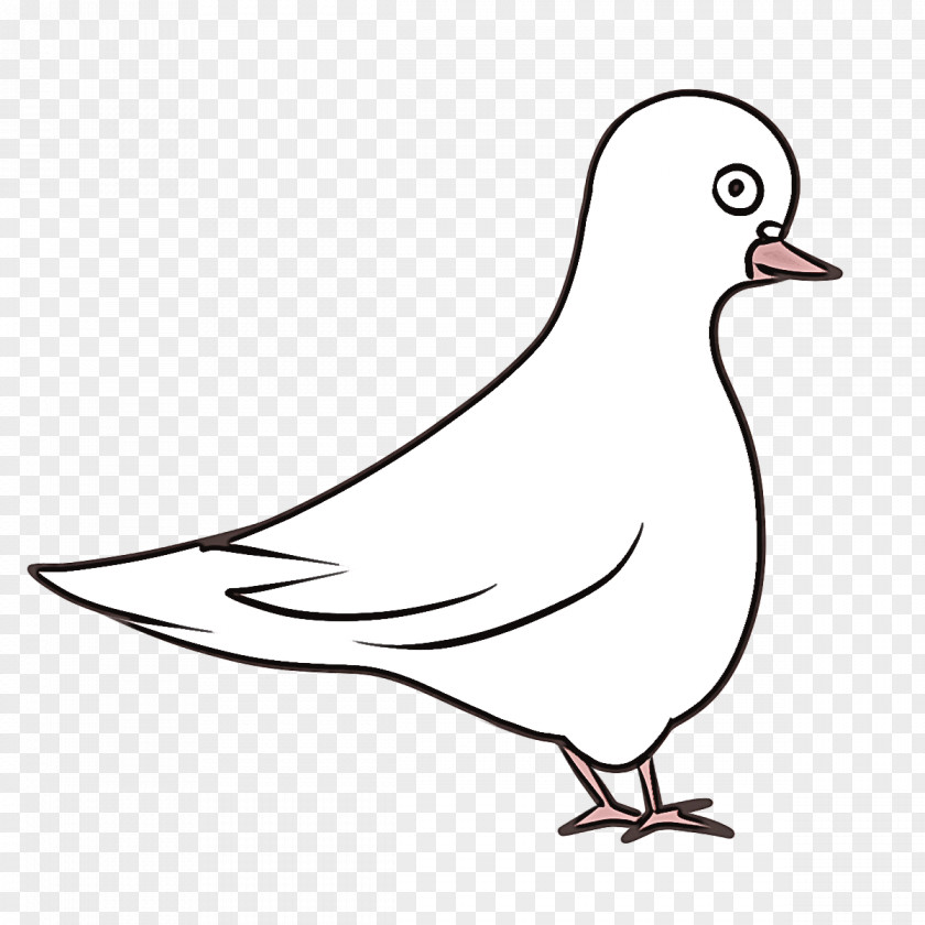 Columbidae Homing Pigeon Birds Beak English Carrier PNG