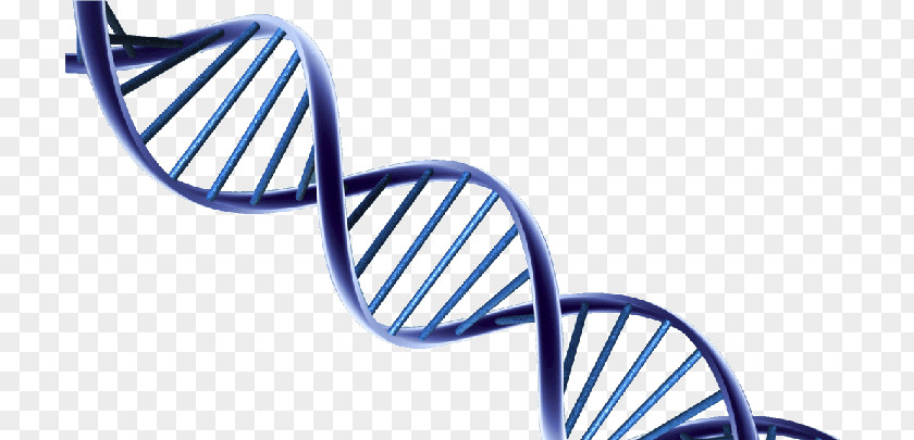 Dna Core Nucleic Acid Double Helix DNA Molecular Structure Of Acids: A For Deoxyribose Clip Art PNG