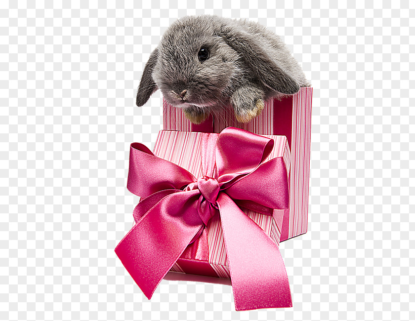 Rabbit Easter Bunny Birthday Wish PNG