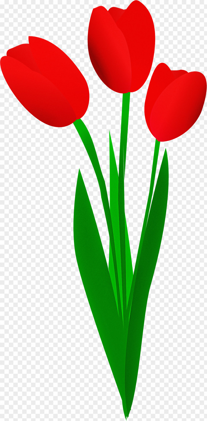 Tulip Red Petal Flower Plant PNG