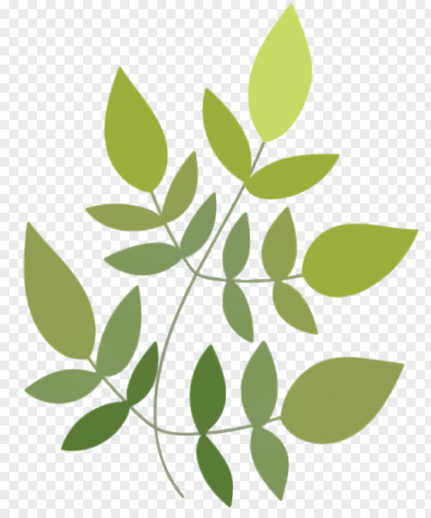 Twig Plant Stem Green Leaf Background PNG