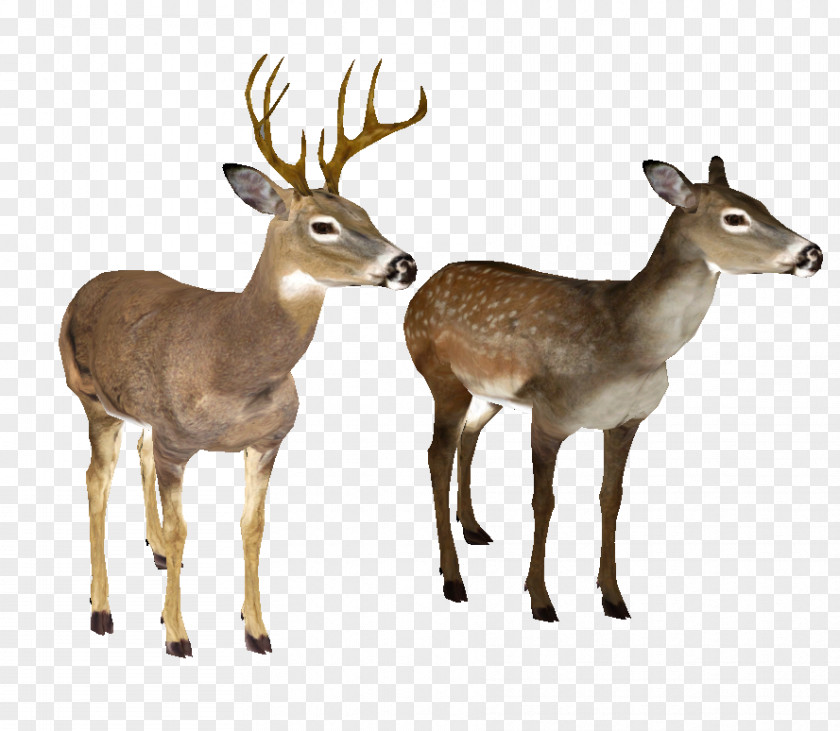 Whitetail Deer Head White-tailed Clip Art PNG