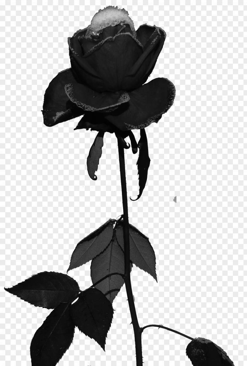 Black Rose Soft Rime Frost PNG