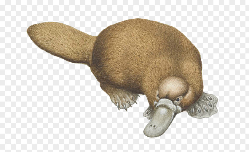 Duck Platypus Beaver Otter PNG