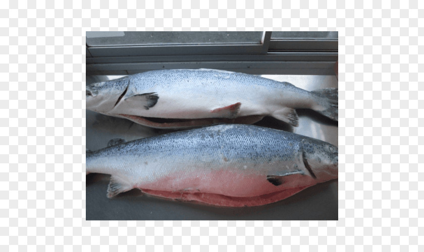 Fish Atlantic Salmon Salmonids Products PNG