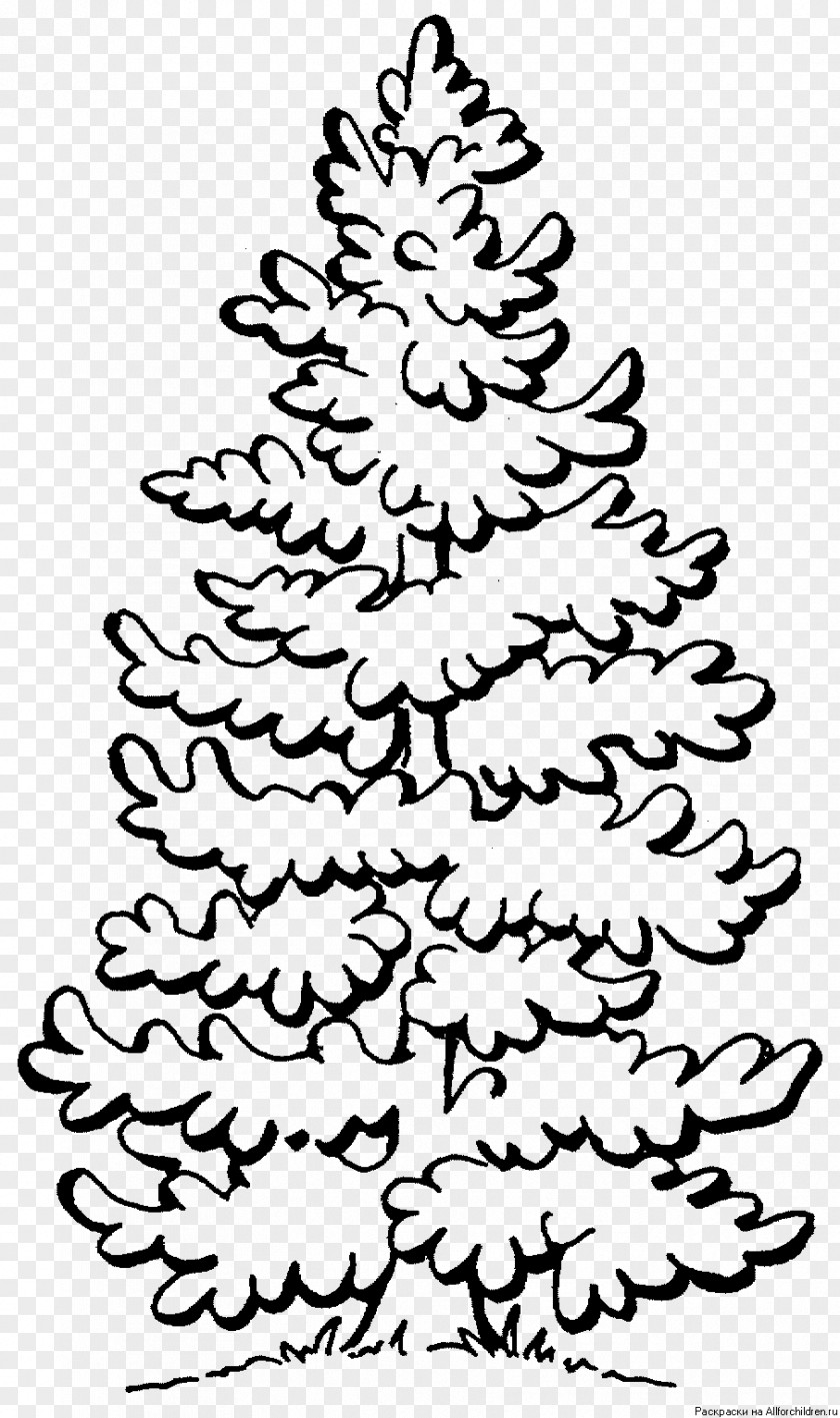 Pine Cone Coloring Book Tree Fir Clip Art PNG