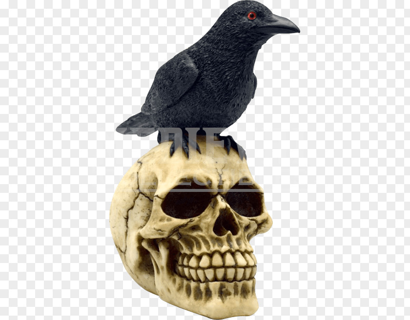 Skull American Crow Common Raven Bird New Caledonian PNG