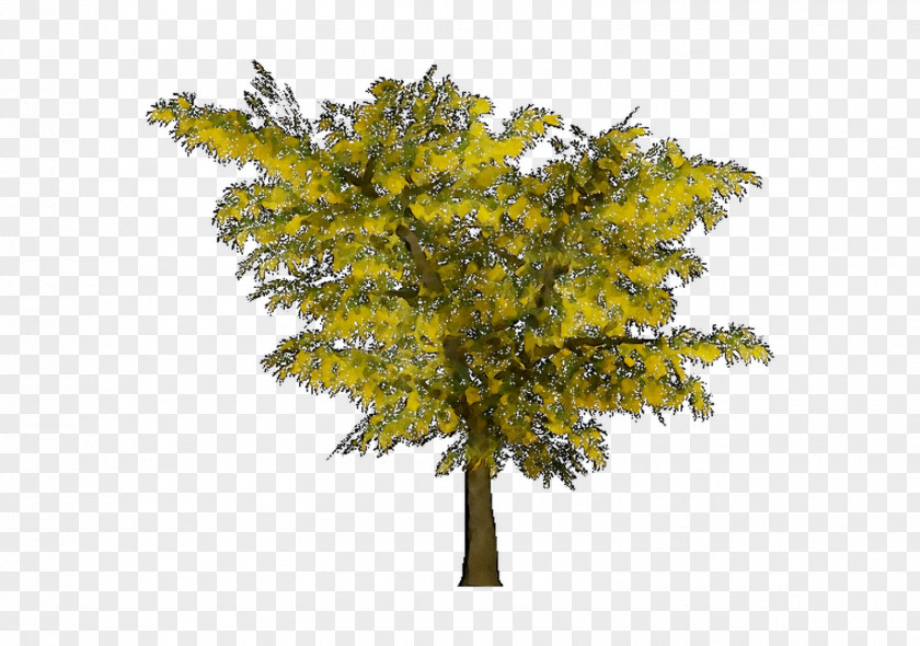 Twig Mimosa Maidenhair Tree Larch PNG