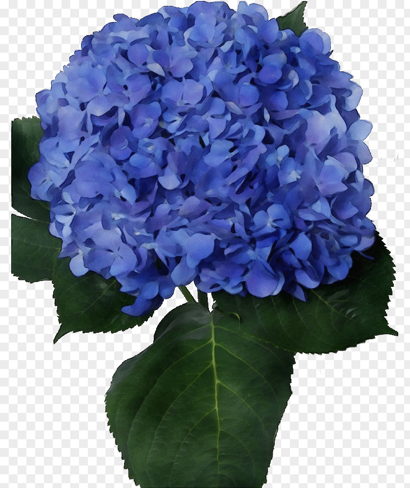 Artificial Flower Annual Plant Blue Watercolor Flowers PNG