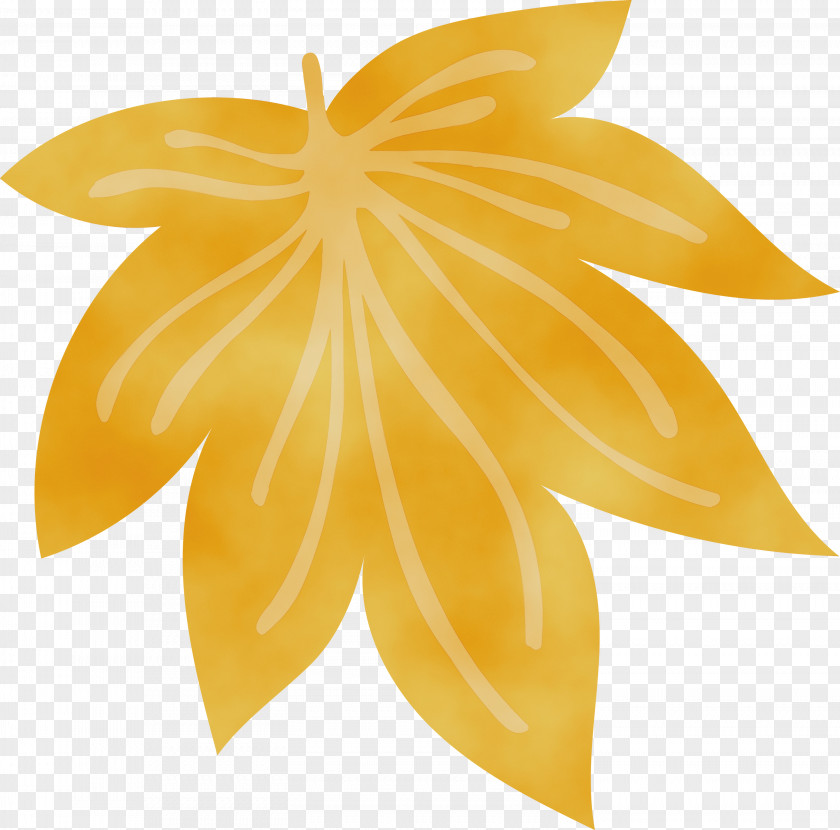 Carambola Leaf Yellow Symmetry Science PNG
