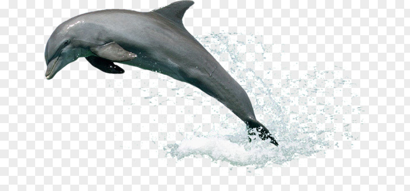 Dolphin Leaping Out Of The Water Ukraine PNG