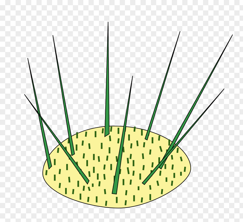 Leaf Plant Stem Thorns, Spines, And Prickles Areole Glochid PNG