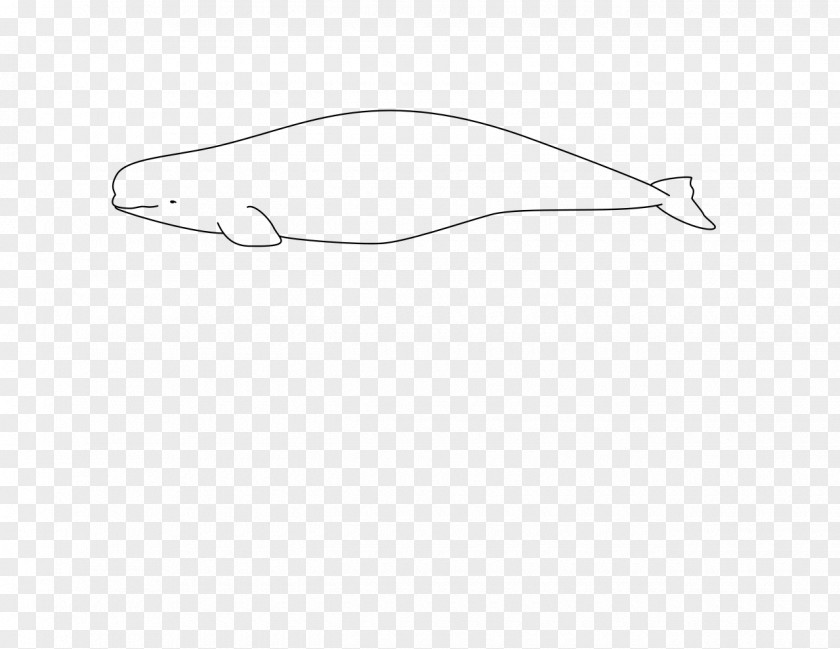 Beluga Whale Arctic Der Weisswal: Delphinapterus Leucas Cetacea Narwhal PNG