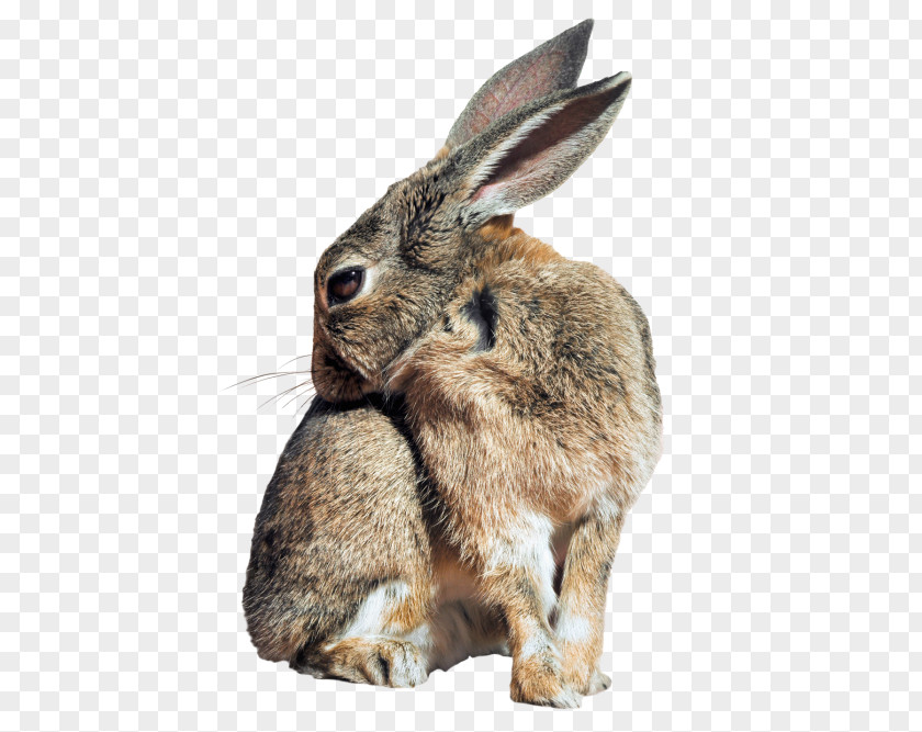 Bunny Holland Lop Hare Easter Netherland Dwarf Rabbit Rex PNG