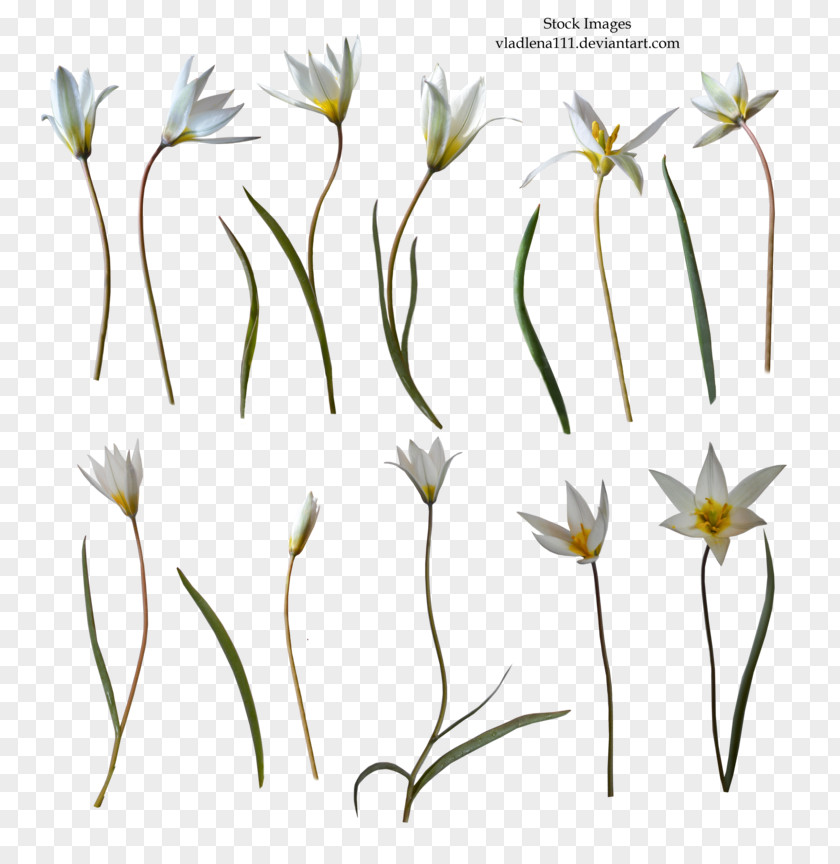 Flower Clip Art PNG