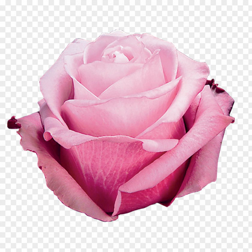 Flower Garden Roses Cabbage Rose Floribunda Cut Flowers PNG