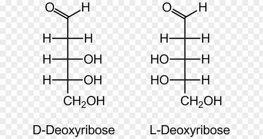 L-Glucose Fischer Projection Epimer Fructose PNG