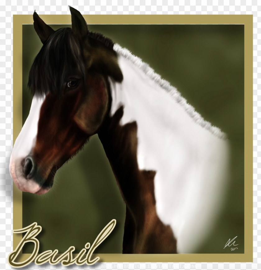 Mustang Stallion Halter Mare Bridle PNG