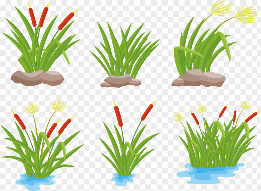 Pond Vector Drawing Arecaceae PNG