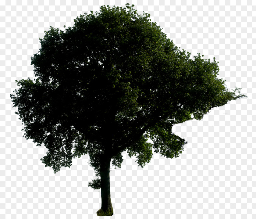 Trees Tree Oak PNG