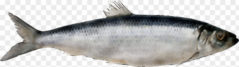 Bonyfish Milkfish Fish Products Oily Forage PNG